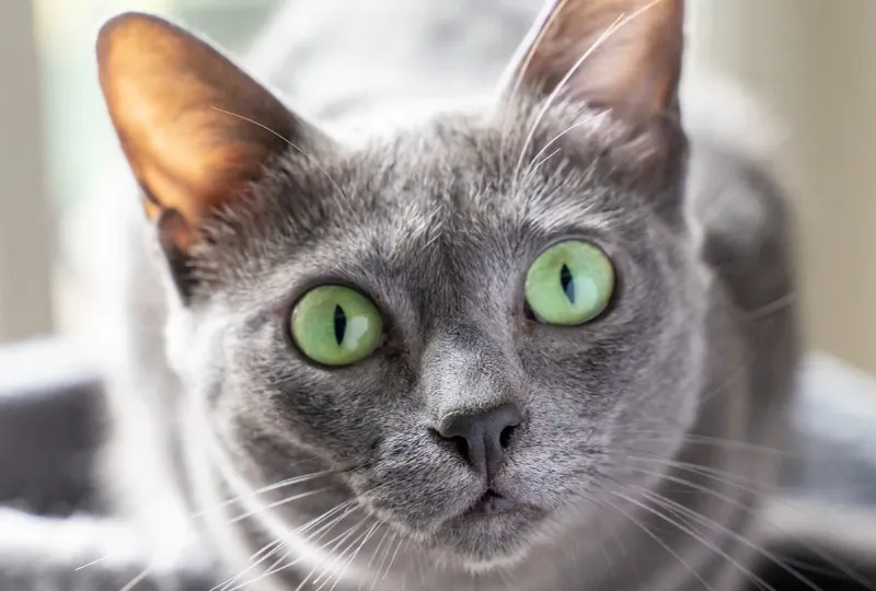 Korat Cats