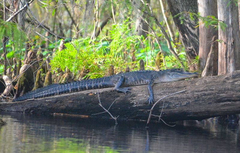Withlacoochee River – The Southern Section Danger Zone
