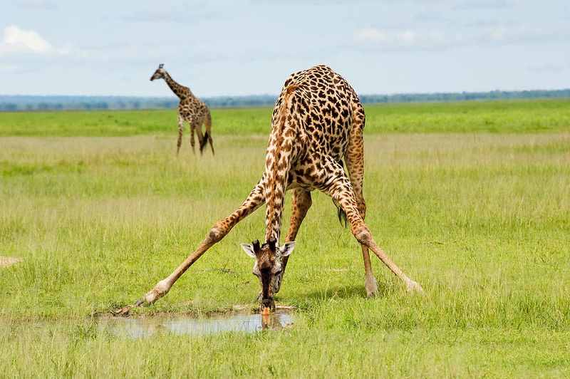 Giraffe