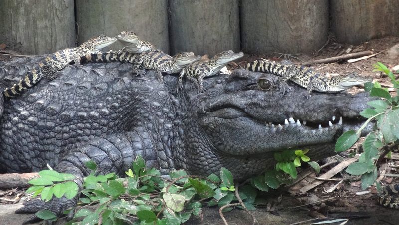 Crocodile