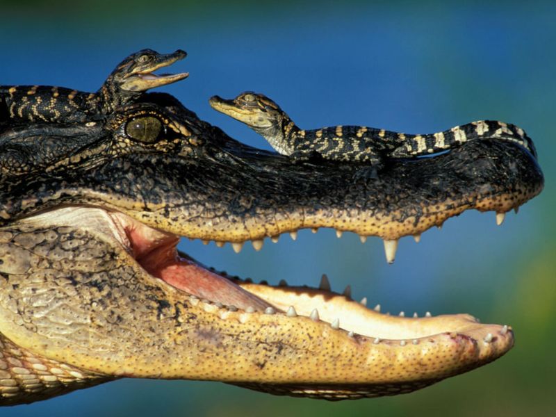Alligator