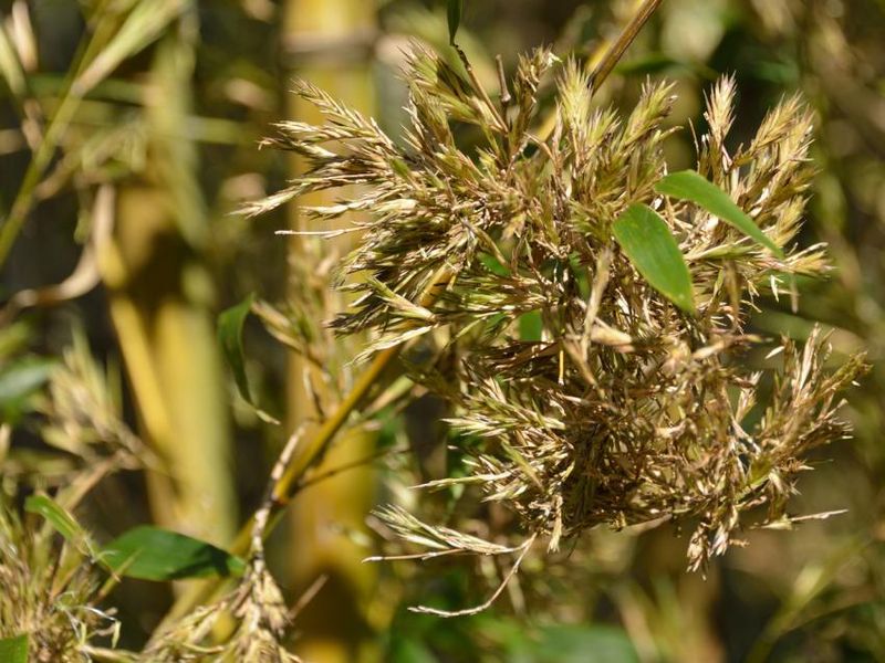 Bamboo's Century-Long Patience