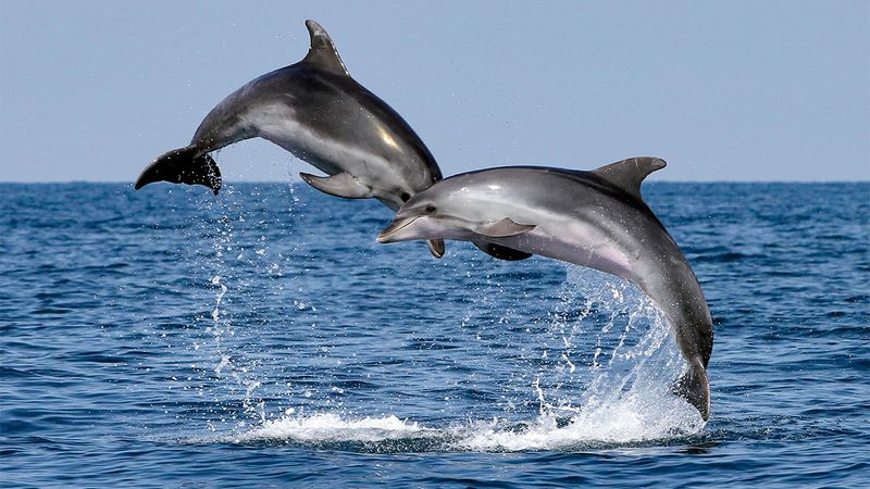 Dolphin