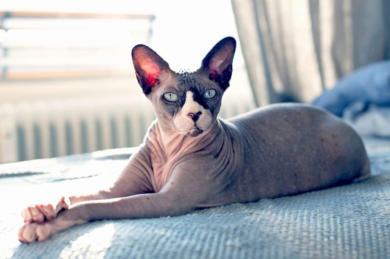 Sphynx's Otherworldly Orbs