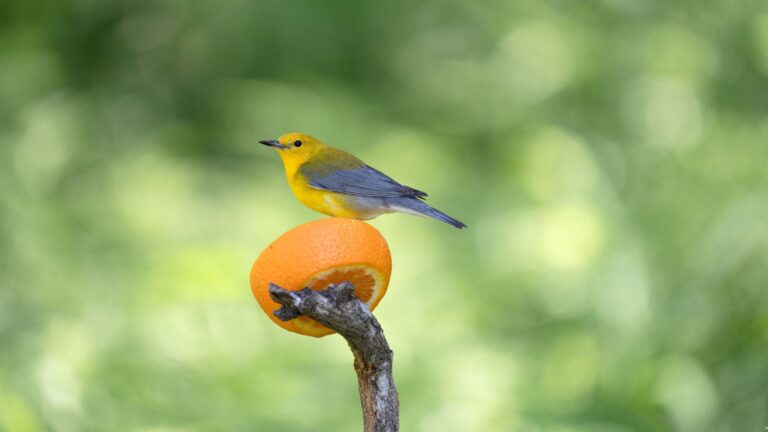 Odors That Birds Can't Stand And How To Keep Them Away