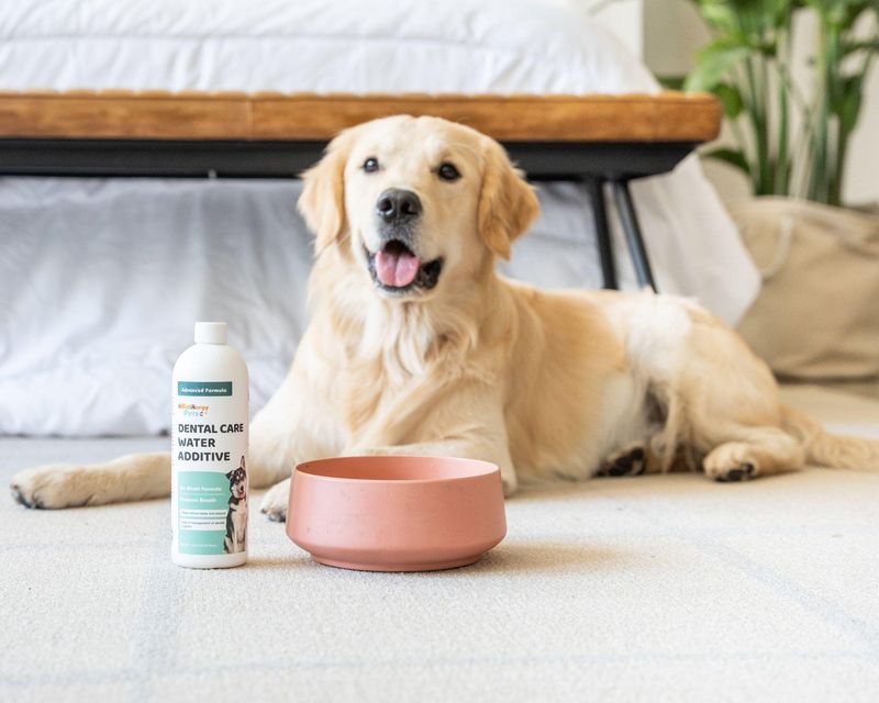 Add Dental Additives To Their Water Bowl