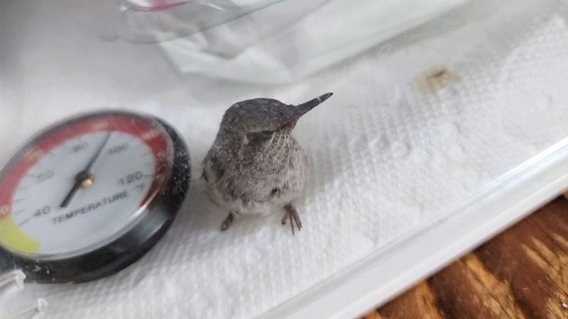 Create A Calm Space For The Hummingbird To Recover