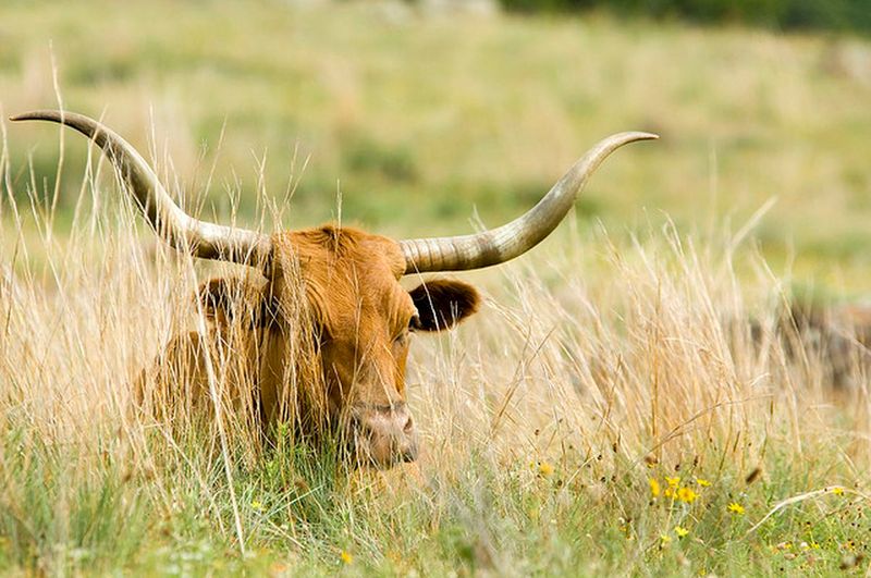 Oklahoma – Wichita Mountains Wildlife Refuge