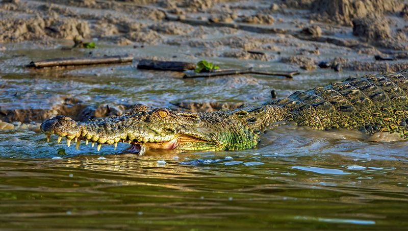 Kinabatangan's Borneo Monsters