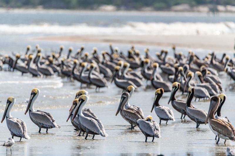 Cumberland Island National Seashore
