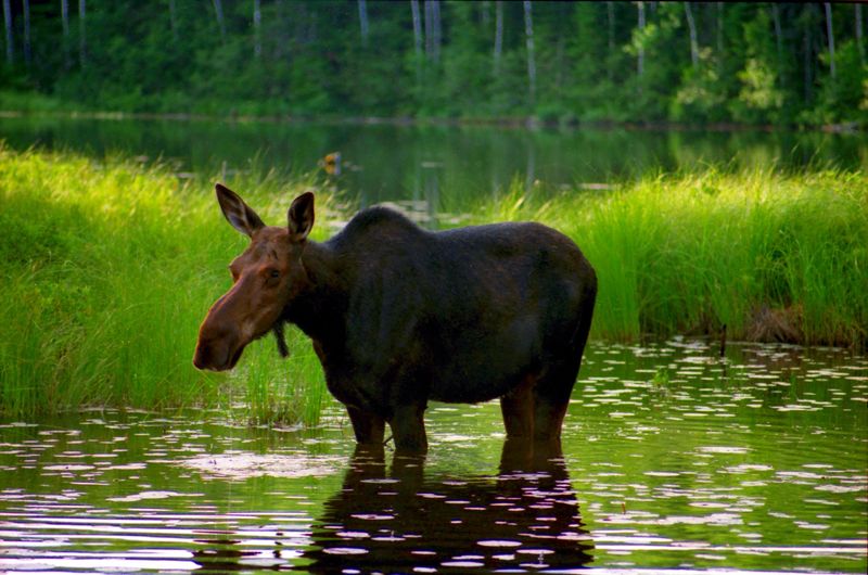 Boundary Waters Canoe Area Wilderness, Minnesota