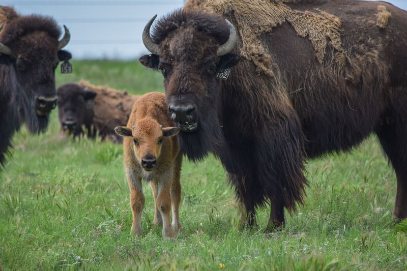 Kansas Reconnects Flint Hills Ecosystem With Keystone Species