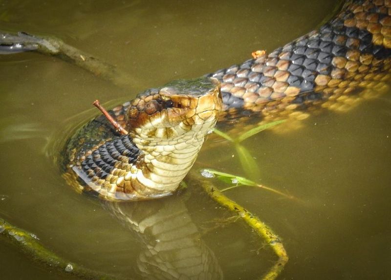 Louisiana's Bayou Biters