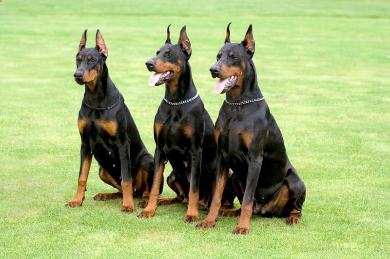 Serbian Doberman Lines