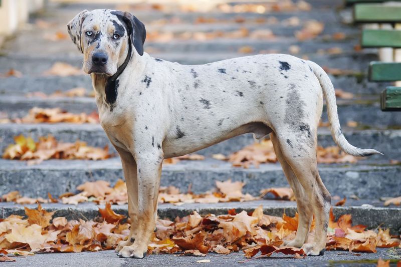 Catahoula Leopard Dog