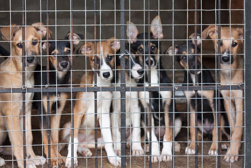 Shelter Dogs Are All Mixed Breeds