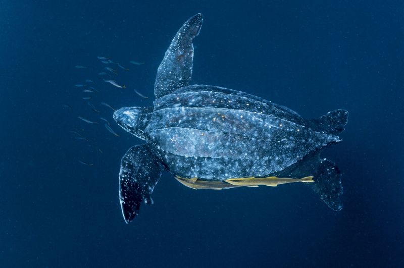 Ancient Mariners Of The Deep