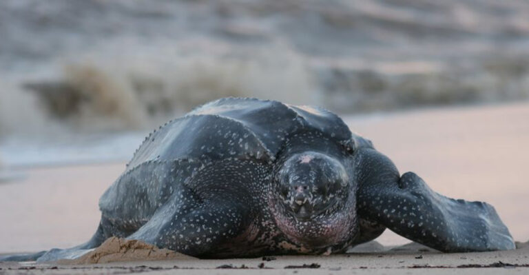 Older Than Dinosaurs: Meet The Turtle Species That’s Survived For 200 Million Years