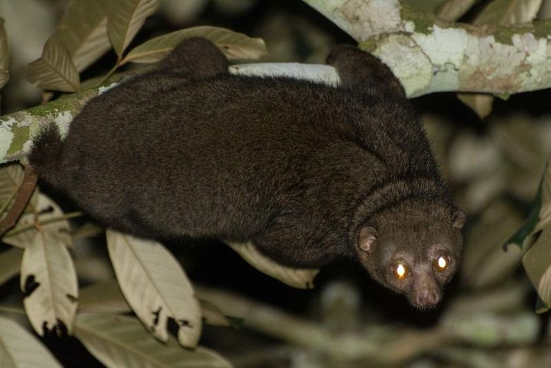 Potto: Slow-Motion Forest Ninja