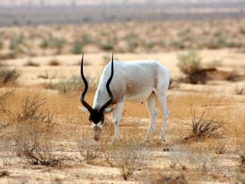 Addax Antelope