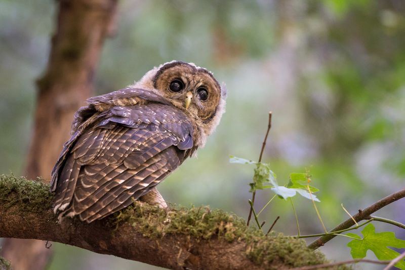 Northern Spotted Owl