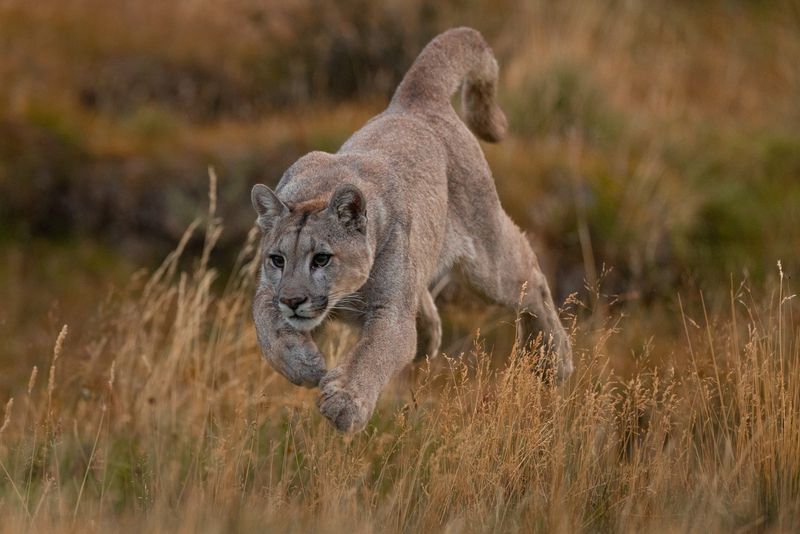 Yellowstone's Vast Wilderness