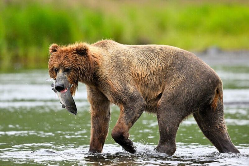 Kodiak Island, Alaska