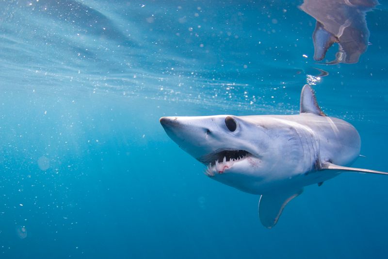 Tracking Mako Sharks: How They Navigate The Deep Ocean