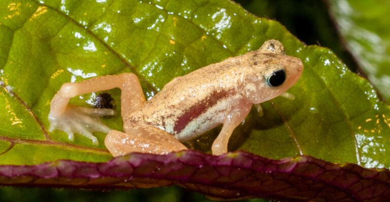 Once Wild, Now Caged: 15 Species You'll Only Find In Captivity