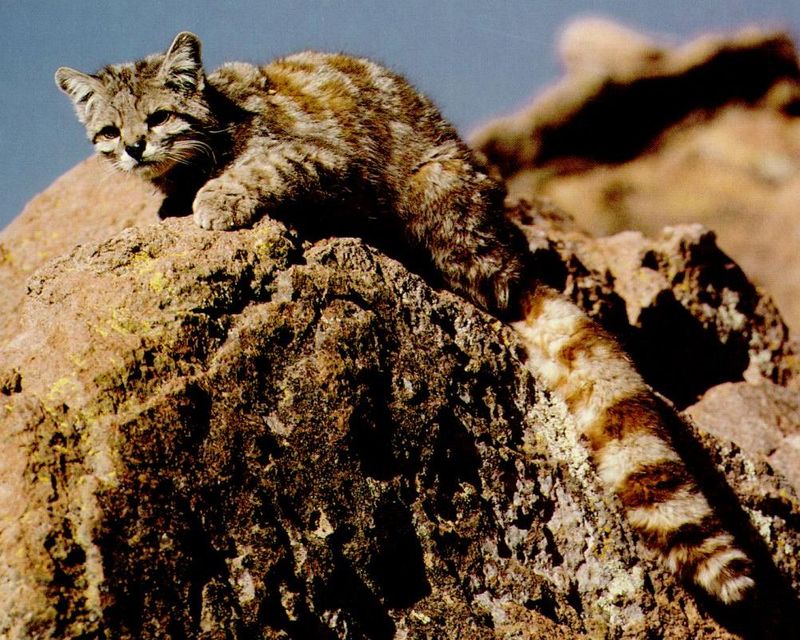 Andean Mountain Cat