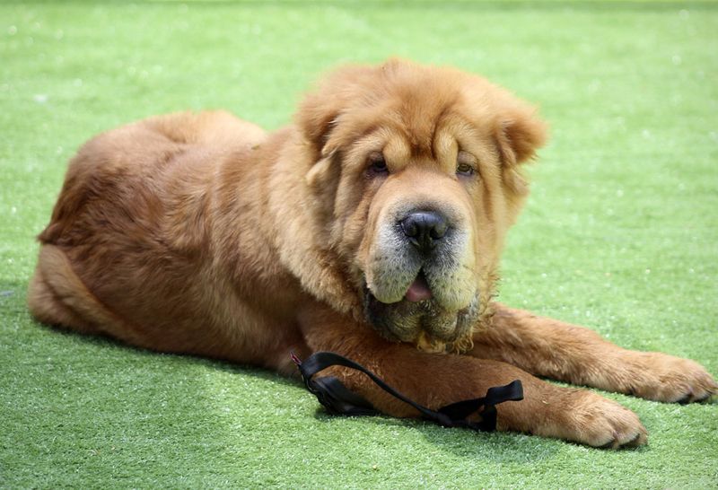 Feisty Independents: Shar-Peis