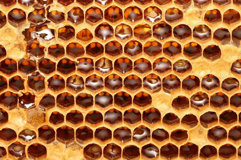 Hexagon Honey Homes