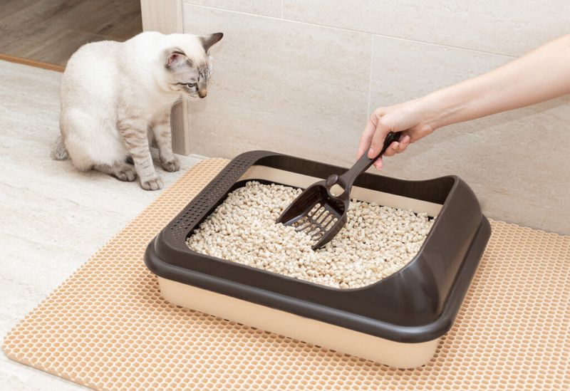 Dirty Litter Boxes Disgust Cats