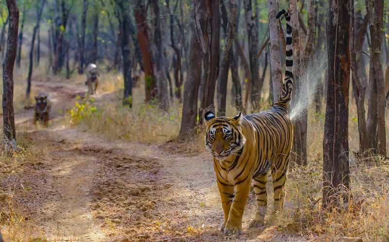 Tigers Use Scent Marking To Create Invisible Boundaries