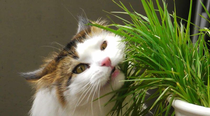 Grass-Nibbling Nutrition