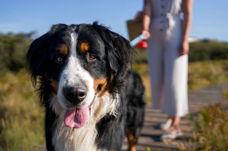 Affable Bernese Mountain Dogs