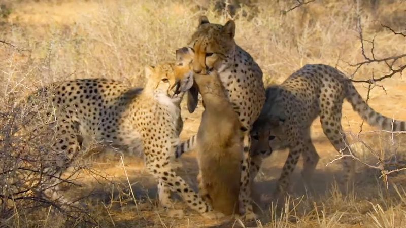 Cheetah's Hunting School