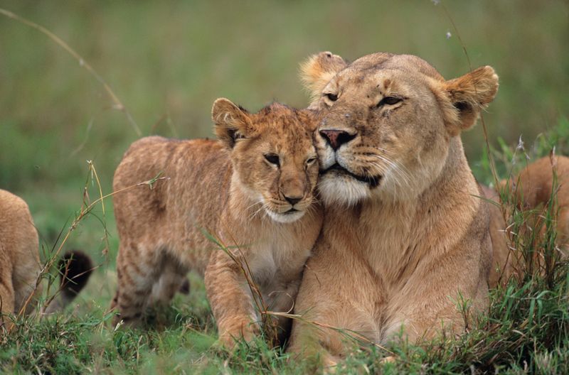 Lioness's Daycare System