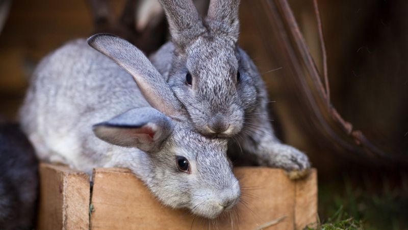 Rabbit