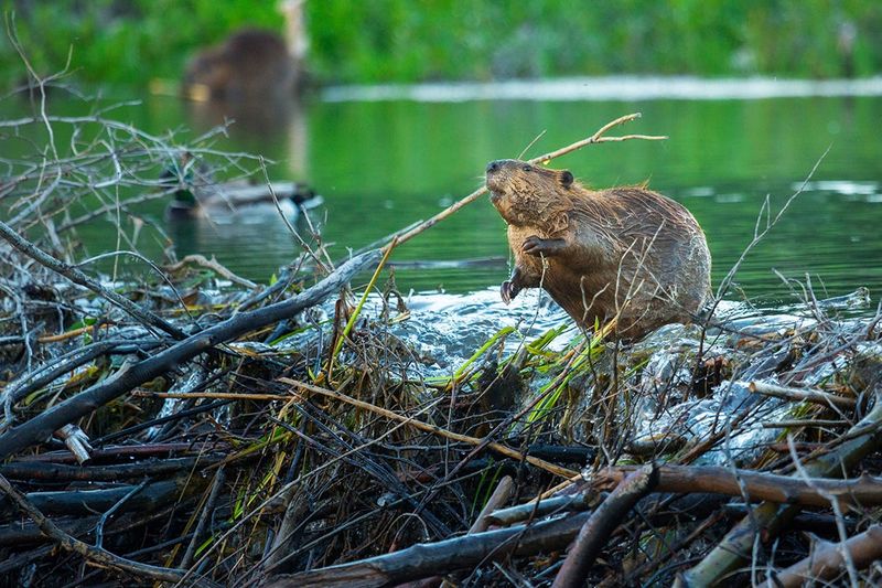 Beaver