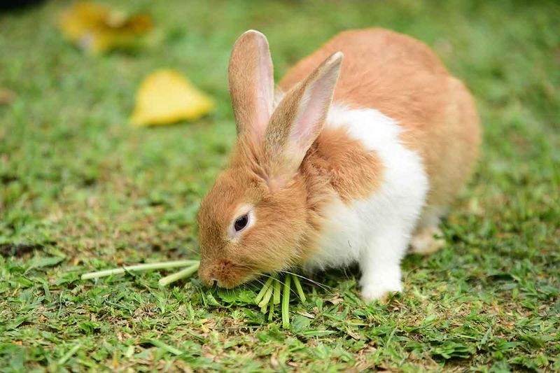 Rabbits – Hoppy And Harmless