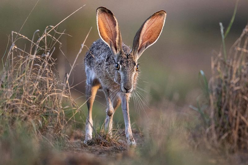 Jackrabbits: Surprisingly Brave Hoppers