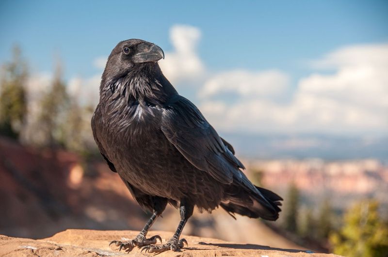 Puzzle-Solving Ravens