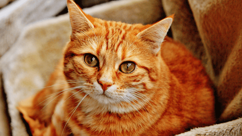 Ginger Cats In History And Culture
