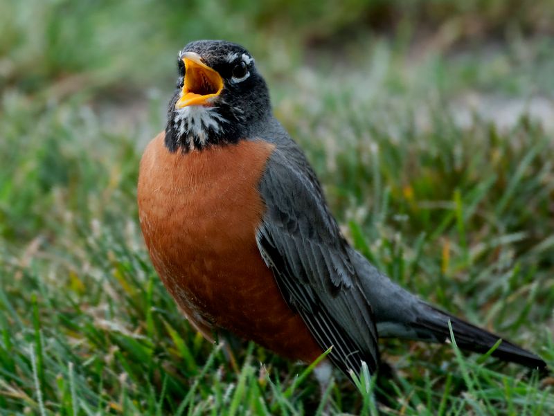 Masters Of The Morning Chorus