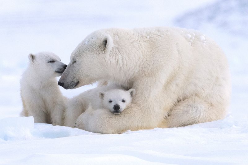 Polar Bear's Fasting Devotion