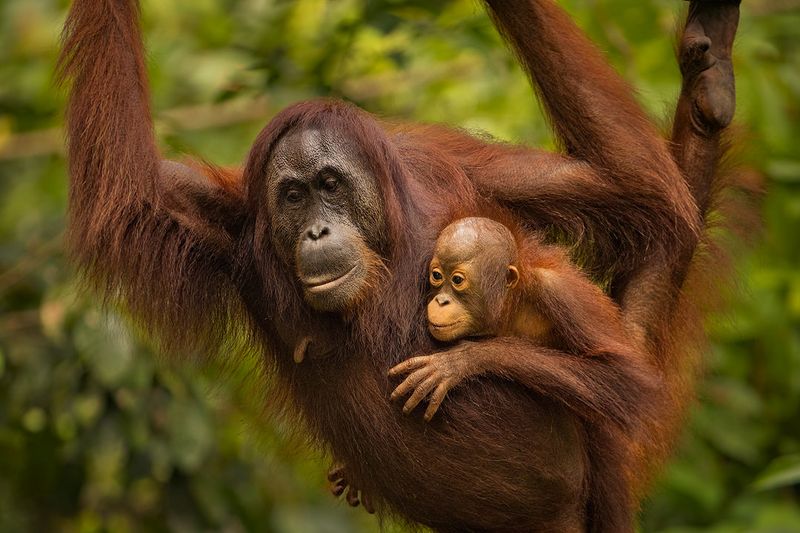 Orangutan's Six-Year Cuddle