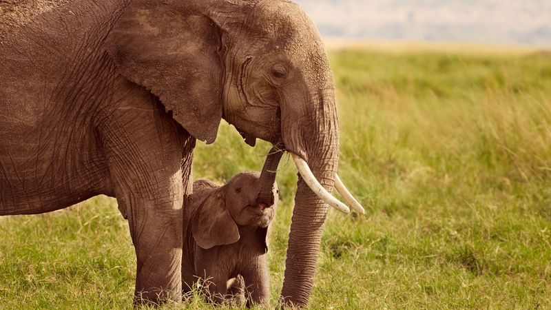 Elephant