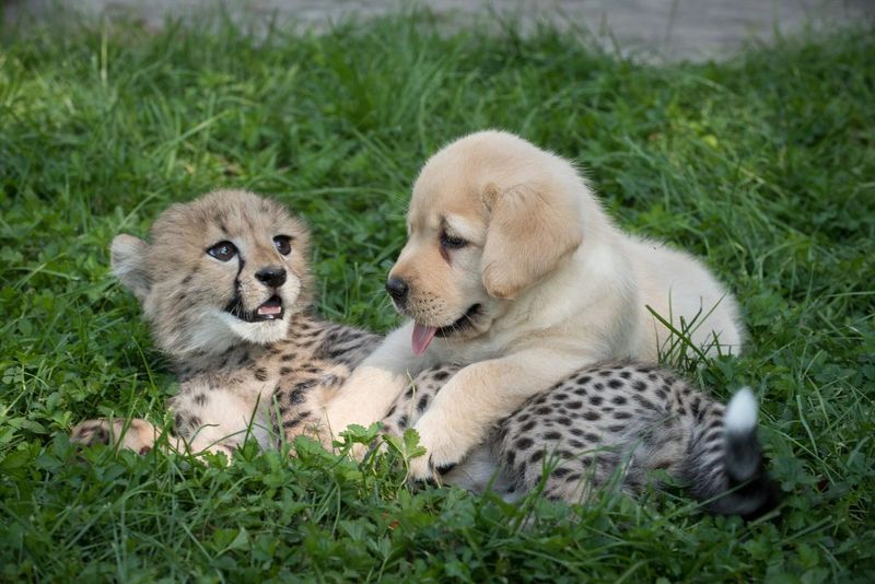Cheetah Companions