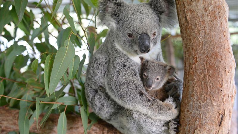 Koala